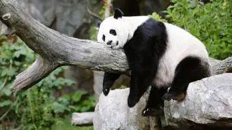 Panda sover på en gren i Zoo