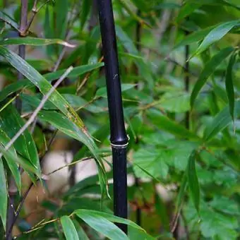 Phyllostachys السوداء