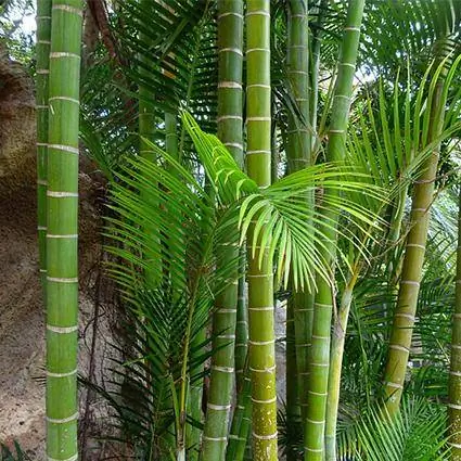 Как выращивать бамбуковые растения и ухаживать за ними