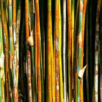 bambu direkleri