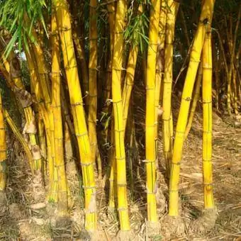 bastões de bambu amarelos