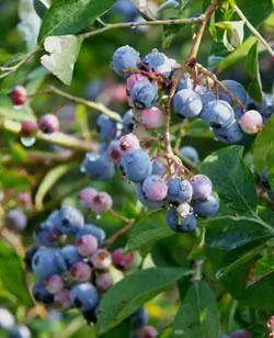 Soorten bessen om in de tuin te groeien