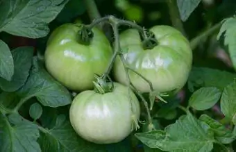 gröna tomater hänger från vinstockar