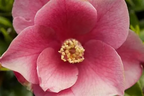 Camellia Flowers -opas