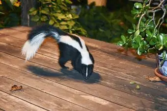 Skunk in Backyard Patio