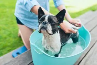 Kanak-kanak mencuci anak anjing boston terrier dalam besen biru di taman musim panas