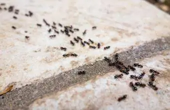 mravlje, ki potujejo v vrsti