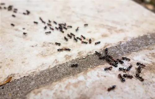 „Pasidaryk pats“skruzdžių žudikai, kurie tikrai veikia ir nepakenks naminiams gyvūnėliams