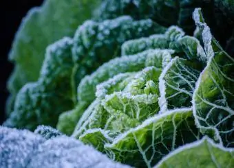 Ang Frozen Cabbage na Lumalago sa Labas