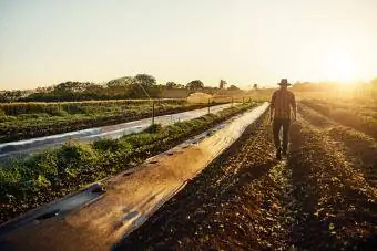 farmár kráčajúci medzi záhonmi byliniek na svojej farme