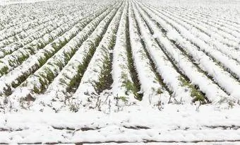 snötäckta fåror av morötter