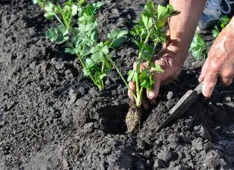 mani del contadino che piantano una piantina di sedano