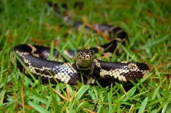 Serpente reale comune che striscia nell'erba