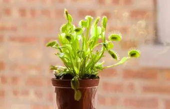 Biljka Venus Fly Trap Plant