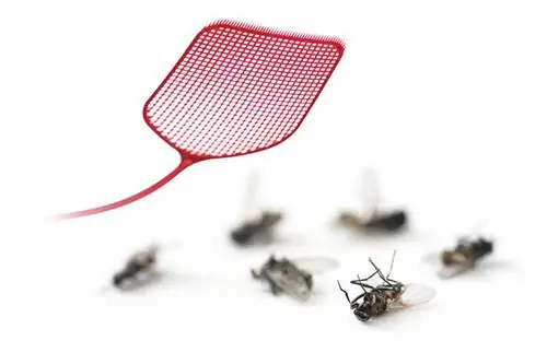 Come sbarazzarsi delle mosche