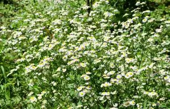 Open plek van bloemen van kamilles