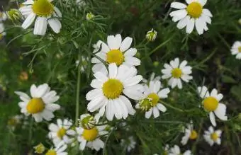 Flor de Chamaemelum nobile