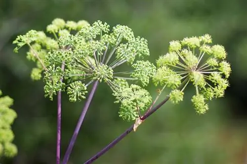 एंजेलिका पौधा: जड़ी-बूटी तथ्य, पर्यावरण & उगाने संबंधी युक्तियाँ