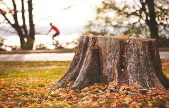 Ceppo di albero nella foresta