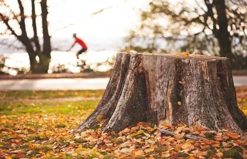 Cómo quitar un tocón de árbol