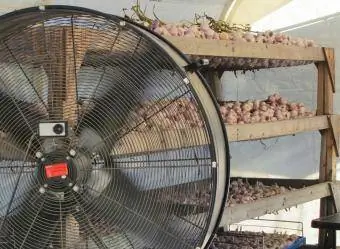 Sušenje česna z velikim ventilatorjem