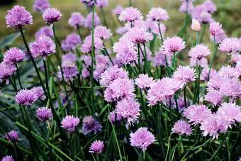 Ang mga bulaklak ng chives ay namumulaklak