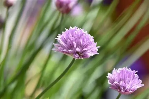 Chives Facts & Өзүңүздү өстүрүү үчүн кеңештер