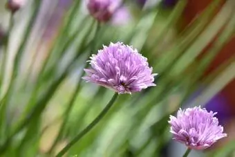 ফুলের chives