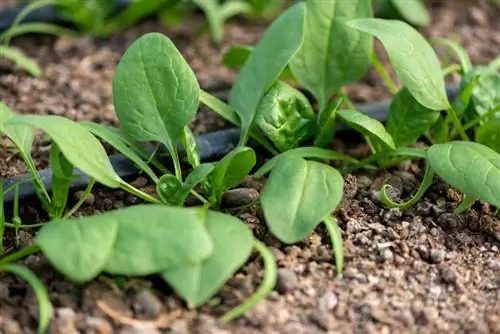 Špinatų augalas: šios sveikos daržovės auginimo vadovas