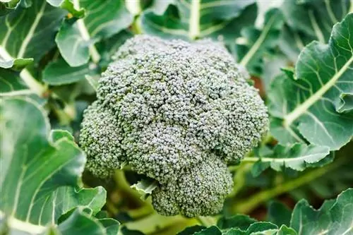Broccoli-plantfeite (+ wenke om jou eie te kweek)