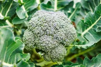 Broccoli vokser