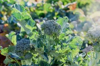 Ekologisk Broccoli Växer På Ekologisk Gård