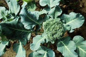 Rastlina brokoli cvetača, ki raste na zelenjavnem vrtu