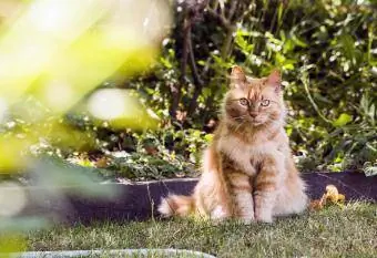 Kucing duduk di rumput belakang rumah