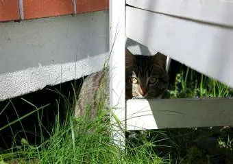 Кошка прячется на заднем дворе