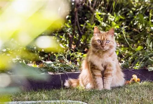 Sådan holder du katte væk fra din have