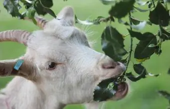 Capra che mangia le foglie