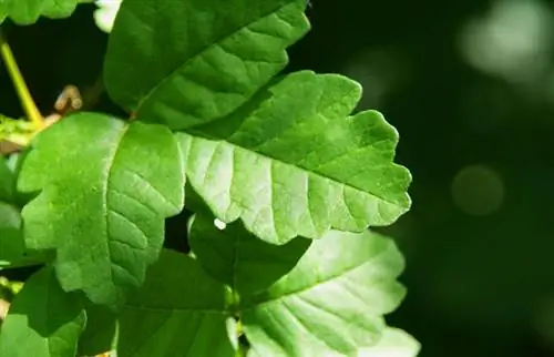 Zəhərli palıd ağacını necə öldürmək olar