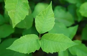 Sumac vénéneux