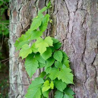 Poison Ivy växer på tallar