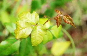 Pertumbuhan baru Poison Ivy