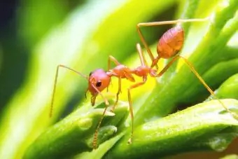 pekerja semut api merah di atas pokok