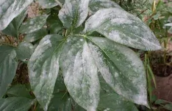 Maladie de l'oïdium sur les feuilles