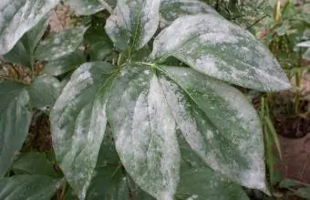 Powdery Mildew Disease sa Dahon