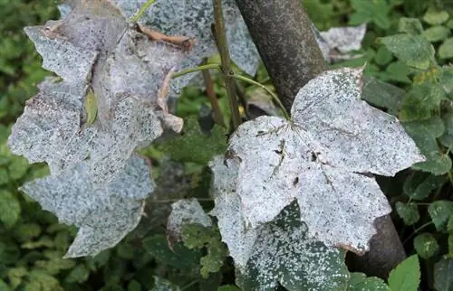 Hoe zich te ontdoen van echte meeldauw van planten