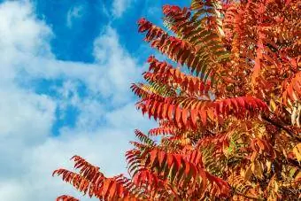 Rhus typhina ხის შემოდგომის წითელი, ნარინჯისფერი და ყვითელი ფოთლები