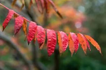 A Rhus Glabra 'Smooth Sumach' őszi levelei