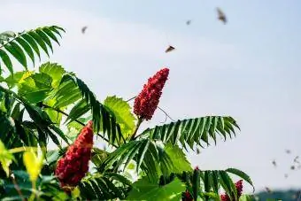 Pokok sumac tanduk rusa dan serangga di sekelilingnya