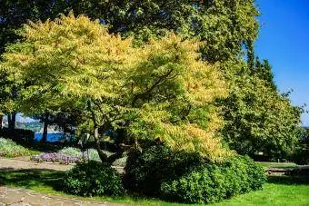 Fernleaf Sumac