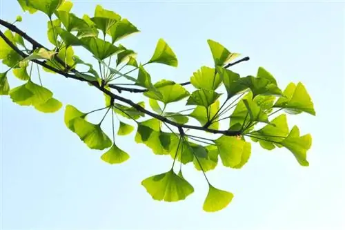 Ginkgo Biloba Tree 101 dārzniekiem & Green Thumbs